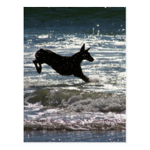 Doberman - Black - Ocean Leap Postcards