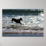 Doberman - Black - Ocean Leap Posters