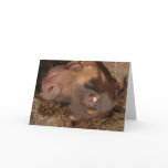 doberman cards