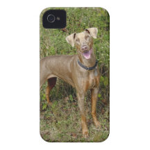 Doberman Fawn Rescue iPhone 4 Covers