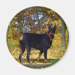 Doberman Fridge Magnet