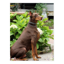 Doberman - In the Church Garden Post Card