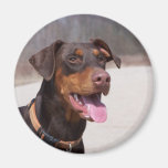 Doberman Magnet