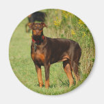 Doberman Magnet