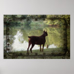Doberman Overlooking a Lake Posters