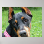 Doberman Pinscher Digital Art Poster