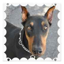 Doberman Pinscher Dog Invitation