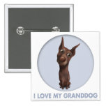 Doberman Pinscher (Fawn) Granddog
