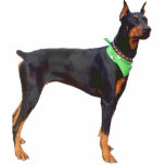Doberman Pinscher Photo Cutouts