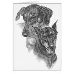 Doberman Pinscher Portrait Drawing by Kelli Swan Cards