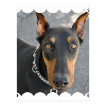 Doberman Pinscher Postcard