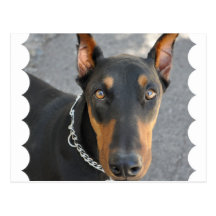 Doberman Pinscher Postcard