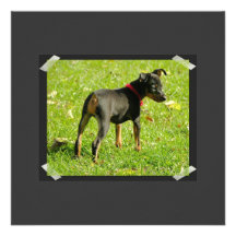Doberman Pinscher Puppies Invitation