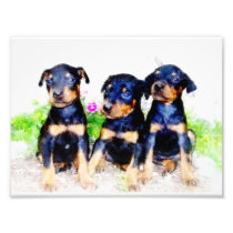 Doberman Pinscher puppies Photo Art