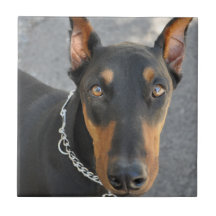 Doberman Pinscher Tile