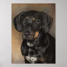 Doberman Portrait Poster