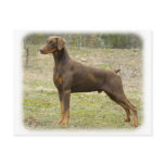 Doberman Postcards