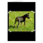 Doberman Puppies Greeting Card cards