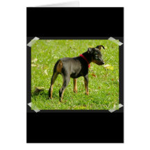 Doberman Puppies Greeting Card