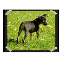 Doberman Puppies Postcard