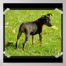Doberman Puppies Print