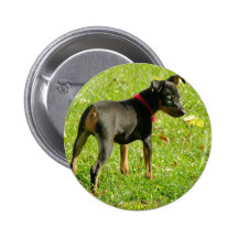 Doberman Puppies Round Button
