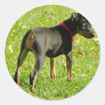 Doberman Puppies Stickers