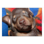 Doberman Puppy cards