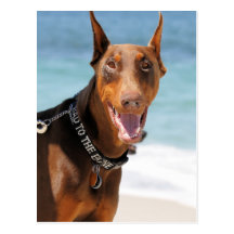 Doberman - Red - Bad to the Bone Postcards