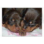 Doberman Sleeping Cards