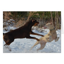 Dobermans at Play Cards