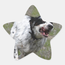 Doc, English Setter Sticker