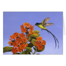 Doctorbird - National bird of Jamaica Cards
