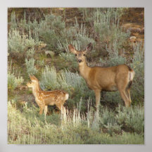 Doe and Fawn Poster