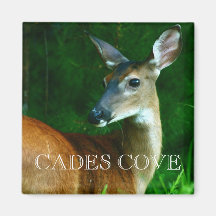 Doe Deer Buck Cades Cove Great Smoky Mountains Magnets