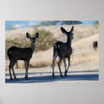 Doe & Fawn Poster