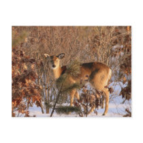 Doe - Michigan Wildlife Postcard