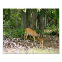 Does love 10 x 8 Photographic Print