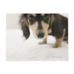 Dog 2 post card