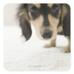 Dog 2 stickers