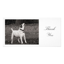 Dog Agog - Thank You Personalized Photo Card