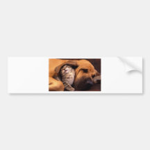Dog and Cat - Friends Forever Bumper Stickers