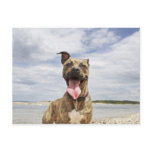 dog at beach post card