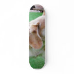 Dog Beautiful Custom Skateboard