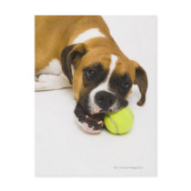 Dog biting tennis ball post cards