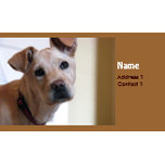 Animal Business Cards