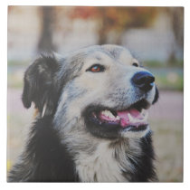 Dog tiles