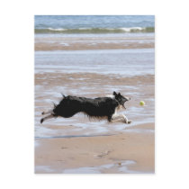 Dog chasing a ball at the beach postcards