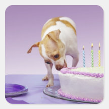 Dog (chihuahua) eating birthday cake on table stickers