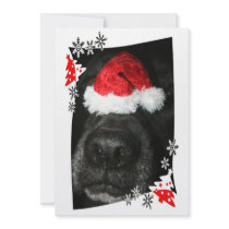 Dog Christmas hat on nose, black lab mix canine